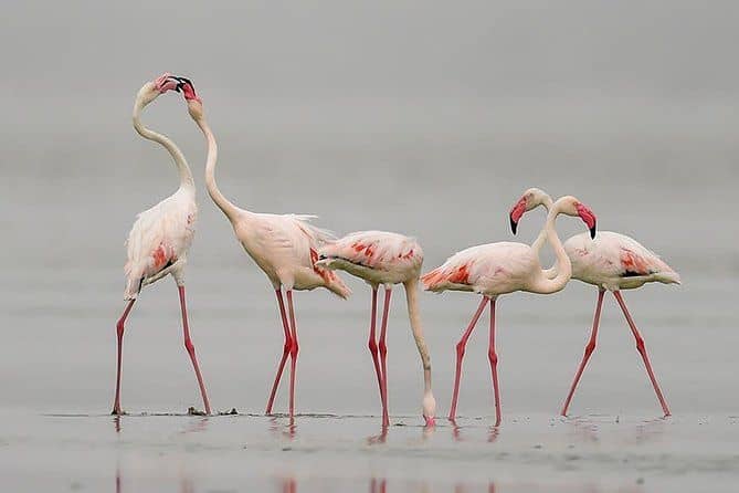 Sambhar Private Day Trip From Jaipur 2024