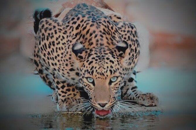 Jhalana Leopard Safari