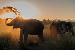 temp_image_JAI_Meta_C1_CATTTS_subcat_A11_1_0_98748a8009