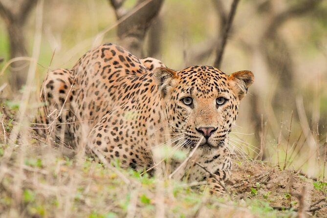 Jhalana Leopard Safari