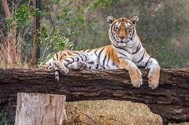 Nahargarh Biological & Zoological Park