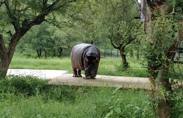 Nahargarh Biological & Zoological Park