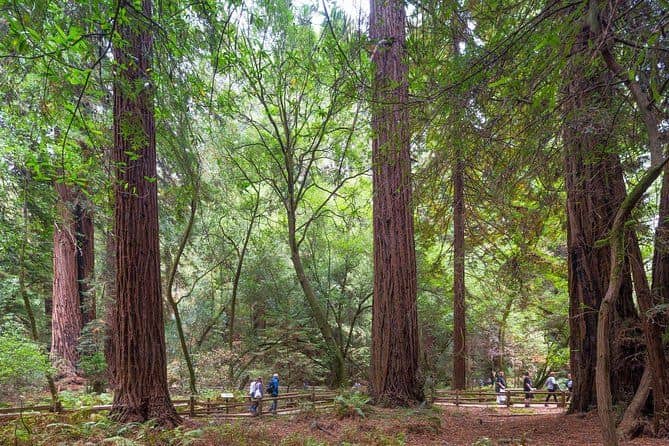temp_image_SFO_MetaC1_CATTTD_subcatB14_2_11.jpg