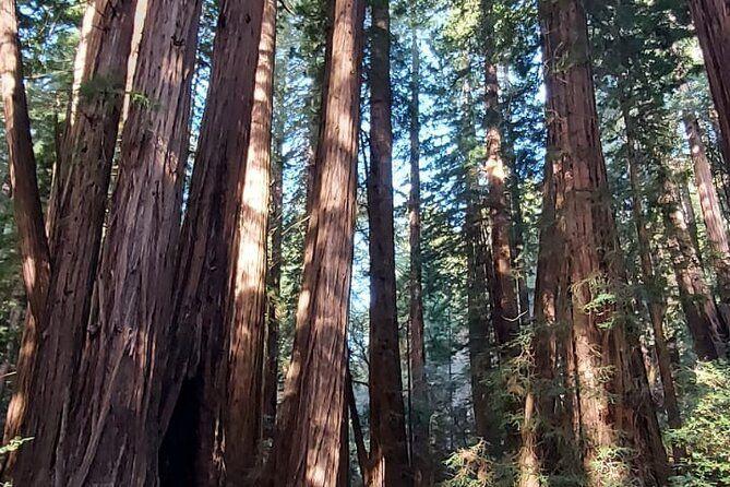 temp_image_SFO_Meta_C1_CATTTD_subcat_B14_3_20_7c37240a7b