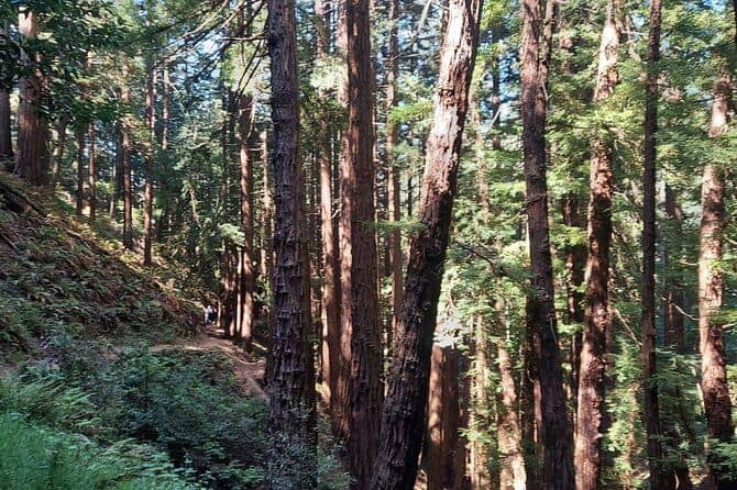temp_image_SFO_MetaC1_CATTTD_subcatB14_3_24.jpg