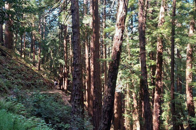 temp_image_SFO_Meta_C1_CATTTD_subcat_B14_3_24_25b94b2583