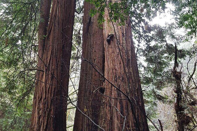 temp_image_SFO_Meta_C1_CATTTD_subcat_B14_3_25_72b1dce569