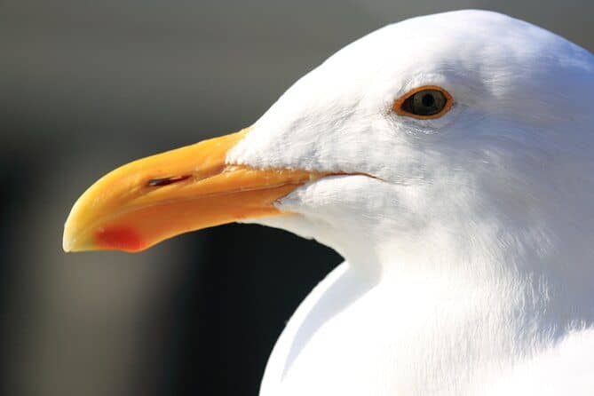 temp_image_SFO_MetaC1_CATTTD_subcatB5_2_17.jpg