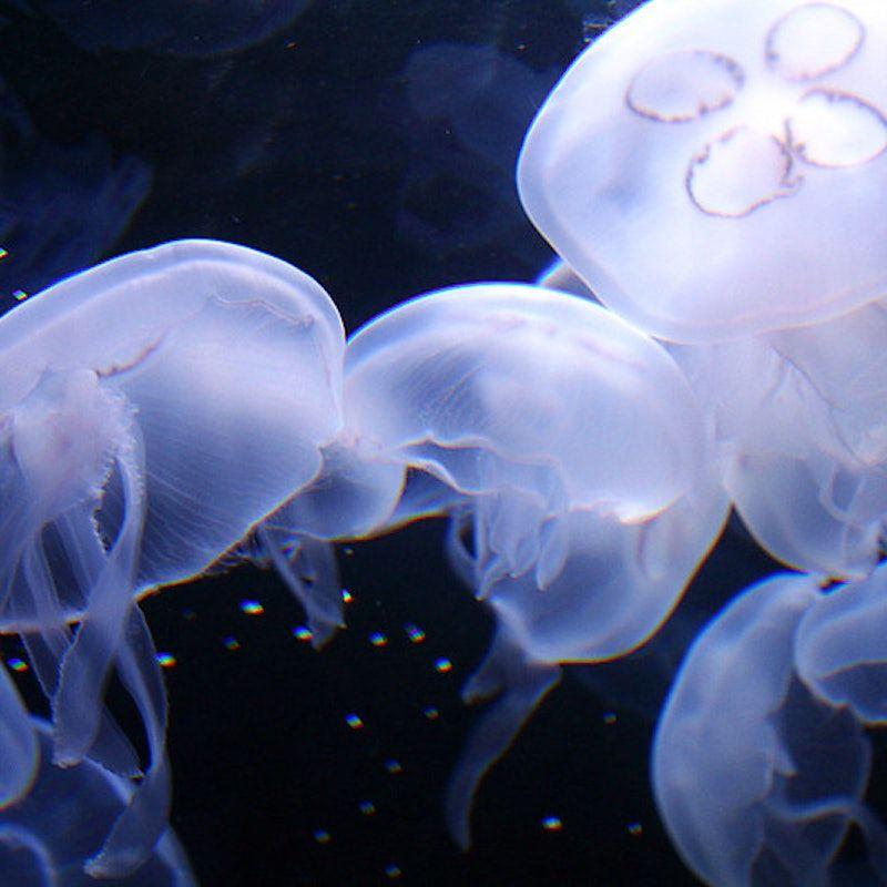 temp_image_SFO_Meta_C1_CATTTD_subcat_B7_3_1_10b5537fe9