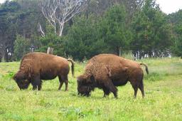 temp_image_SFO_Meta_C1_CATTTS_subcat_A2_2_0_5a120a902b