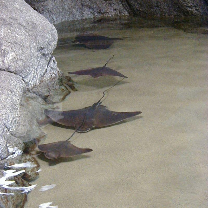 temp_image_SFO_Meta_C1_CATTTS_subcat_A2_5_6_ecdbedfa99