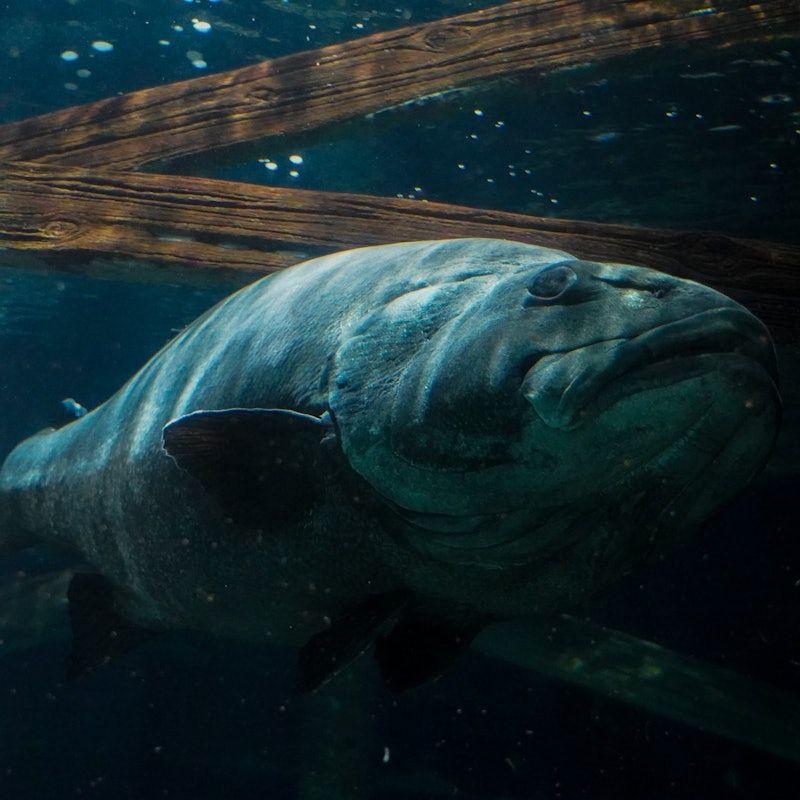 temp_image_SFO_Meta_C1_CATTTS_subcat_A2_5_8_64938aba53