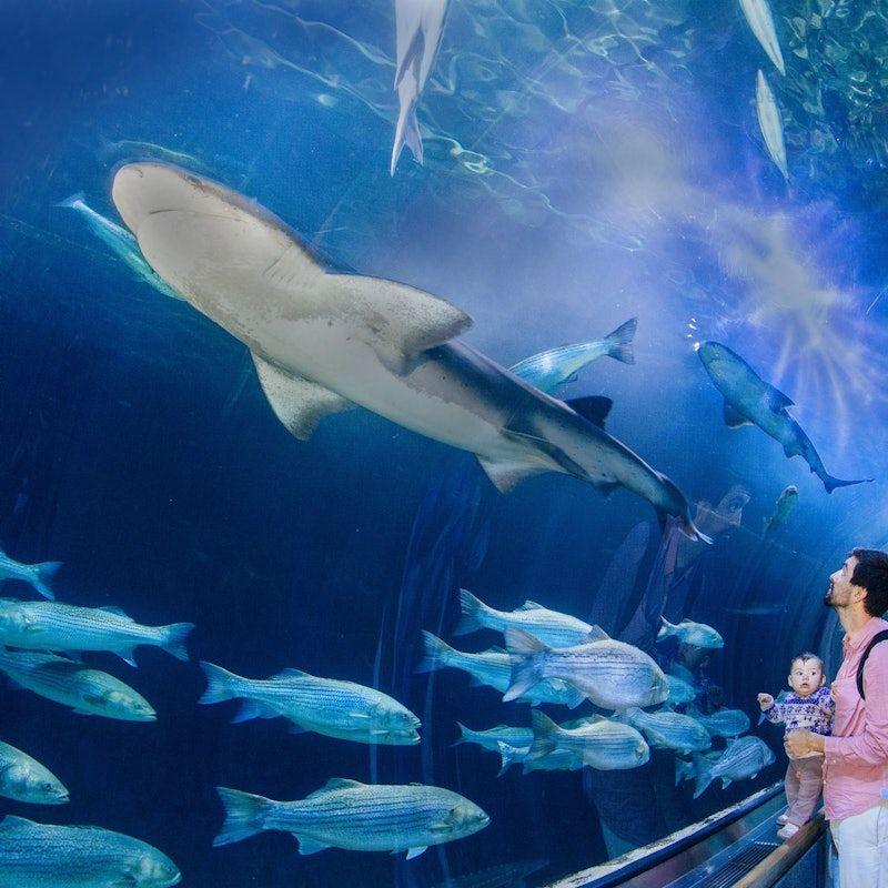 temp_image_SFO_Meta_C1_CATTTS_subcat_A2_5_9_ce903b88ee