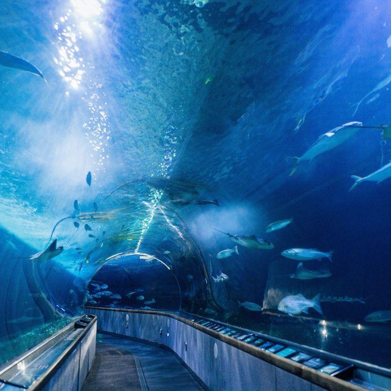 temp_image_SFO_Meta_C1_CATTTS_subcat_A5_10_3_aa4a3b7bf8