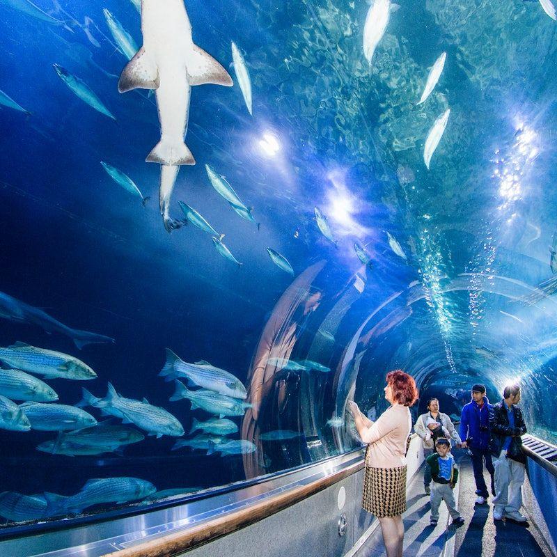 temp_image_SFO_Meta_C1_CATTTS_subcat_A5_7_2_d769c45647