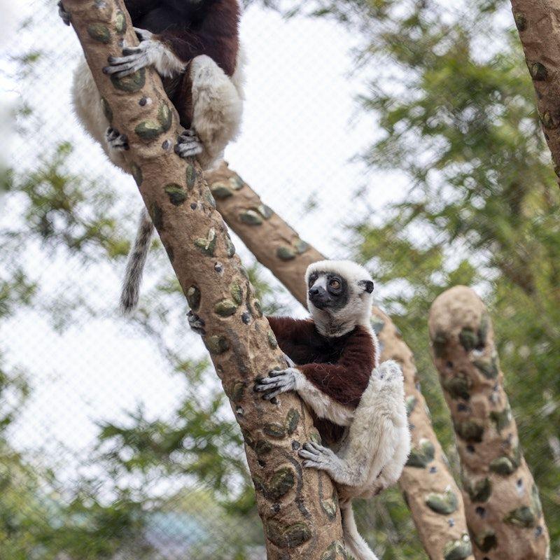 temp_image_SFO_Meta_C1_CATTTS_subcat_A5_7_9_63b695a4bd