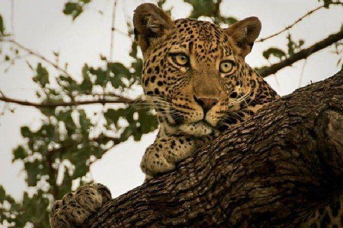 Narlai Leopard Safari and Village Walk