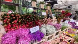 Columbia Road Flower Market