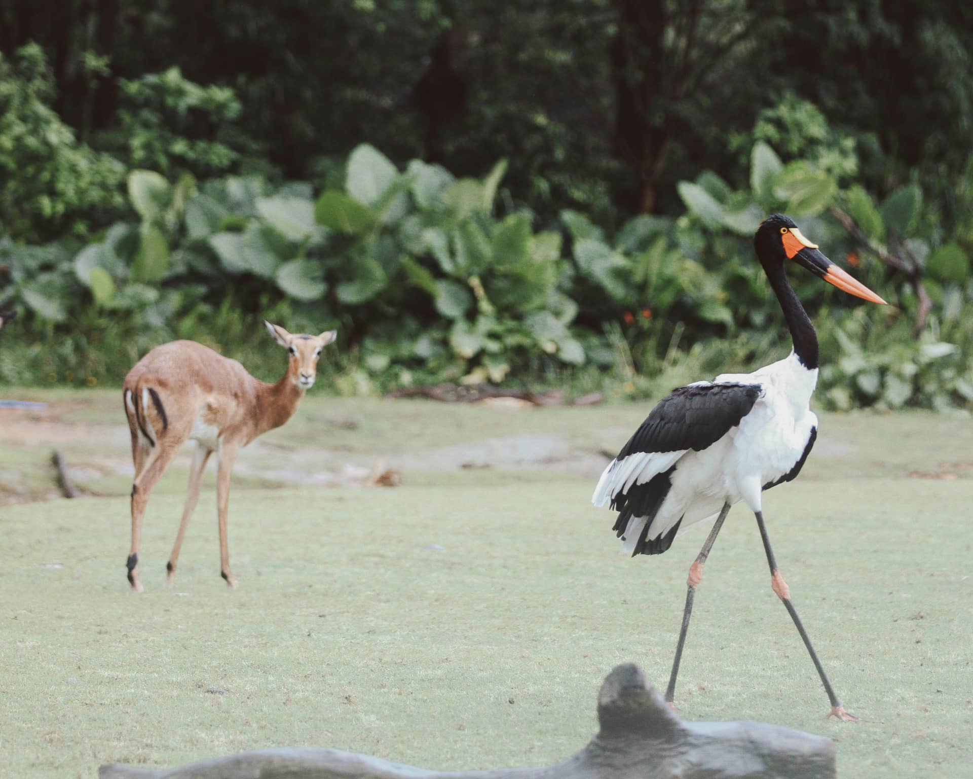 zoo vs bird paradise.jpg