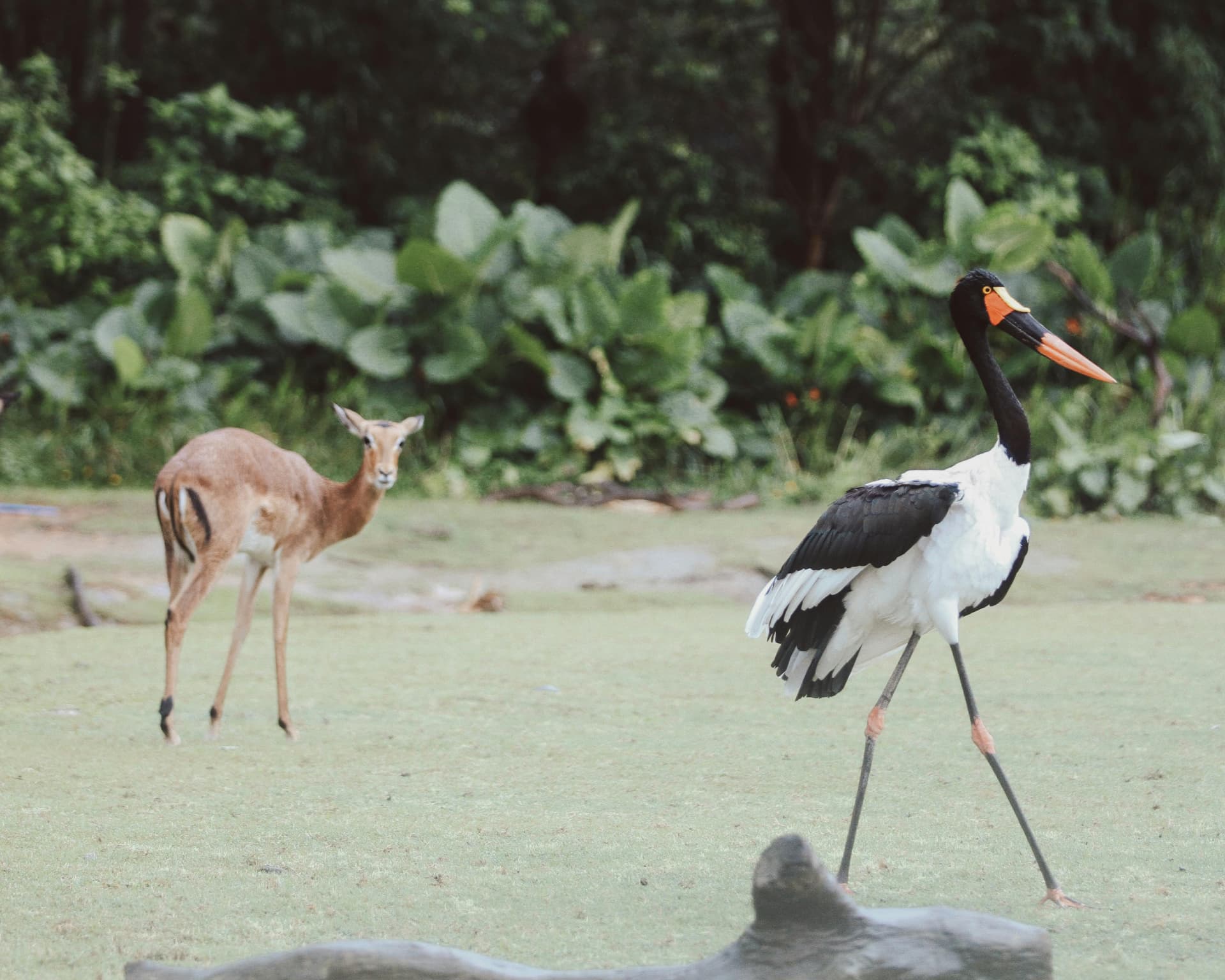 zoo vs bird paradise.jpg